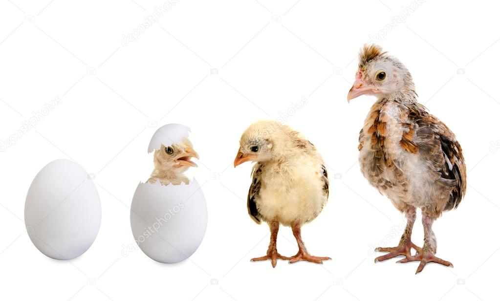Chicks and white egg