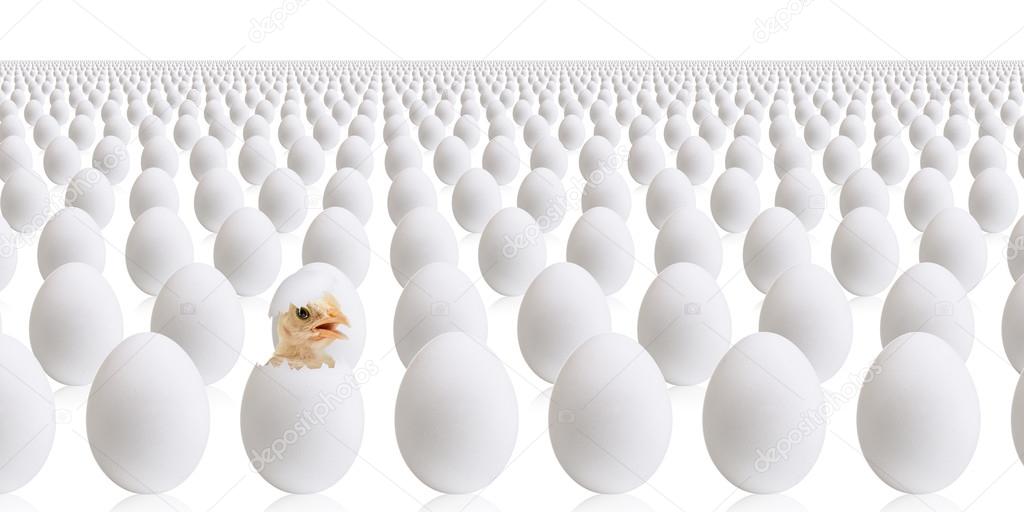 Egg background with chicken