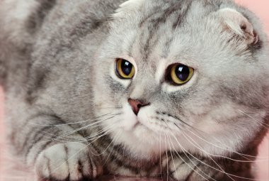 kedi portre