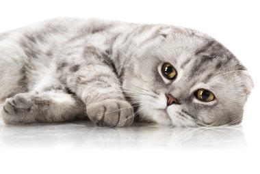 kedi