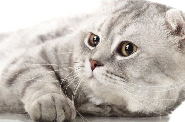 kedi