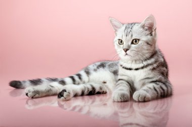 Yavru kedi