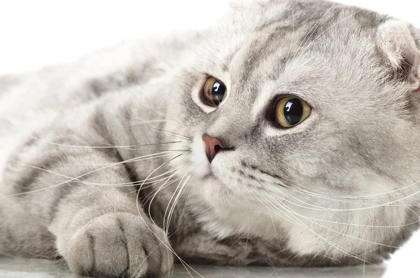 El gato — Foto de Stock