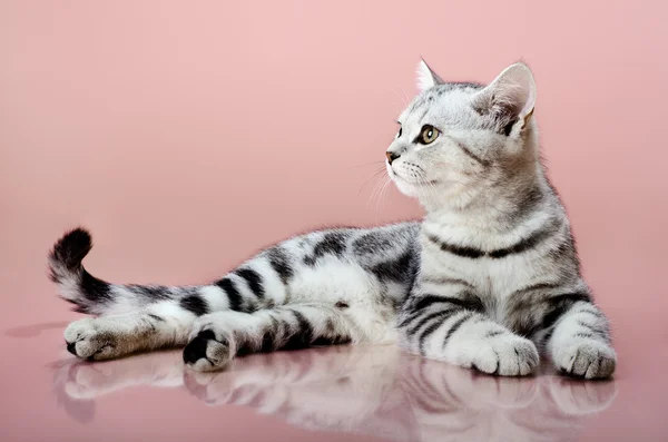 Kitten — Stock Photo, Image