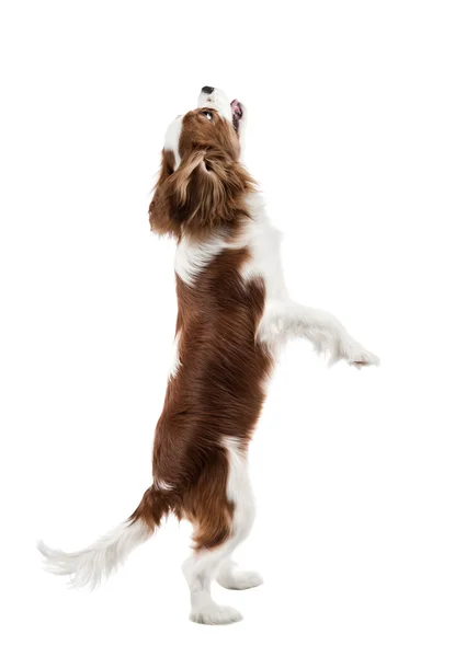 Kavalierkönig Charles Spaniel — Stockfoto