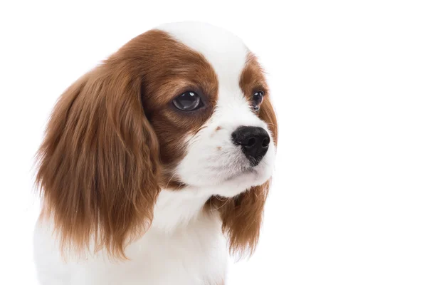 Cavalier Koning Charles Spaniel — Stockfoto