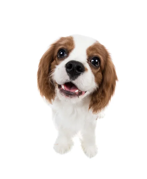 Cavalier Koning Charles Spaniel — Stockfoto