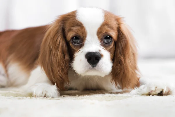 Kavalierkönig Charles Spaniel — Stockfoto