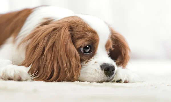 Kavaljeren Kung Charles Spaniel — Stockfoto