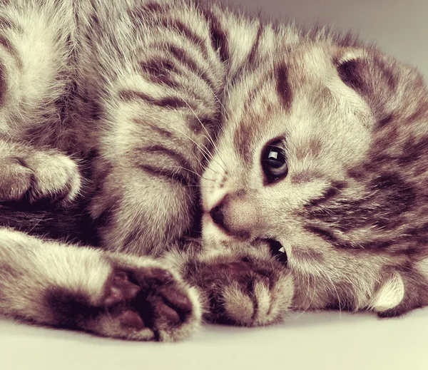 Kitten — Stock Photo, Image