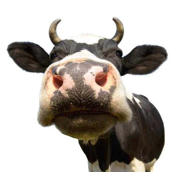 Vaca, isolada — Fotografia de Stock