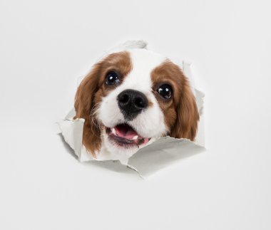 köpek ve kağıt