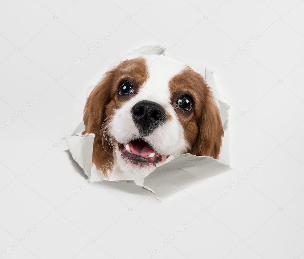 dog and paper