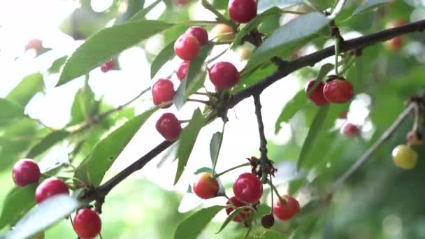Cereja madura vermelha na árvore na hora de verão. — Vídeo de Stock