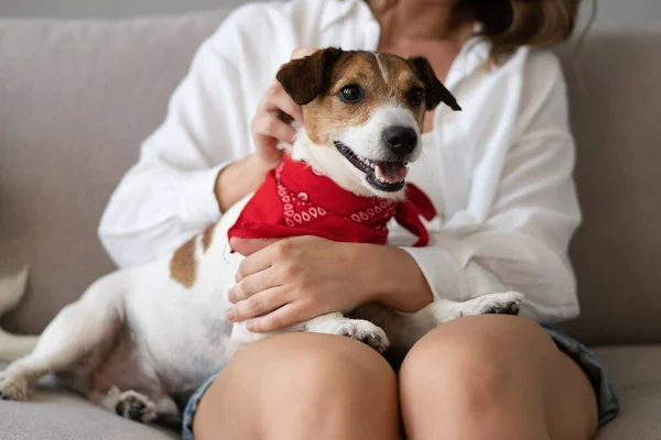 Cão adorável nos braços de seu dono amoroso. Cão amoroso em seus braços donos em casa Imagem De Stock