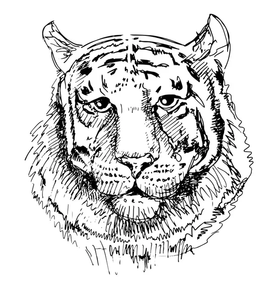 Gambar harimau, sketsa gambar hitam dan putih - Stok Vektor