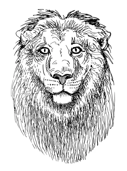 Ilustraciones león, boceto dibujo en blanco y negro de animales de cabeza — Vector de stock