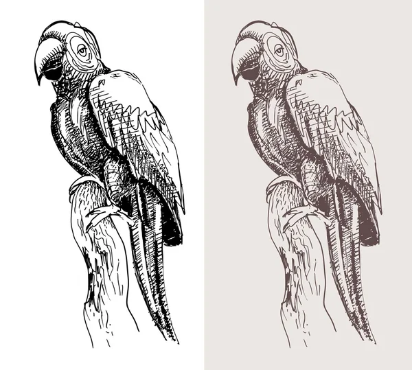 Eredeti mű papagáj, fekete vázlat rajz madár — Stock Vector