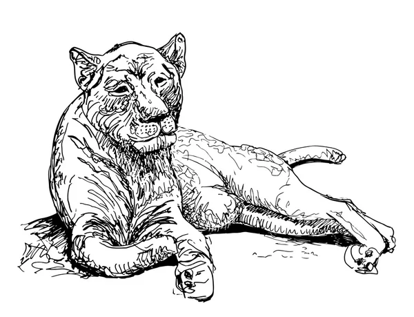Obra de arte original vieja leona, boceto negro dibujo animal — Vector de stock