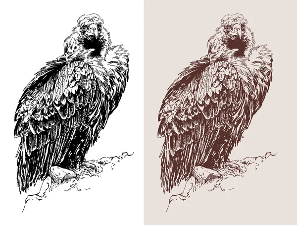 Artwork van griffon vulture aegypius monachus — Stockvector