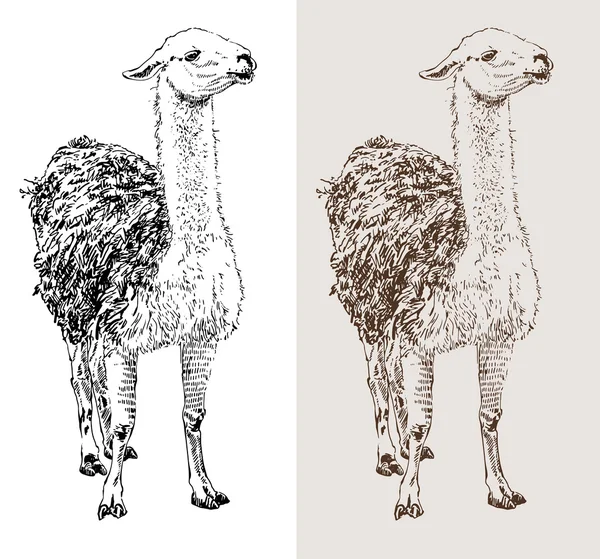 Kunstwerk Lama, digitale Skizze eines Tieres — Stockvektor