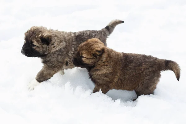 Два веселых кавказских овчарки веселятся в снегу — стоковое фото