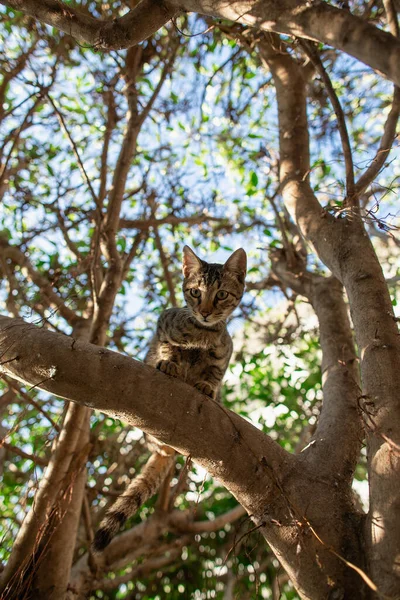 Pequeno gatinho bonito árvore de escalada e olhando para a câmera — Fotografia de Stock