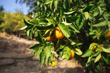 Olgun portakallı portakal ağacı güneşli bir günde