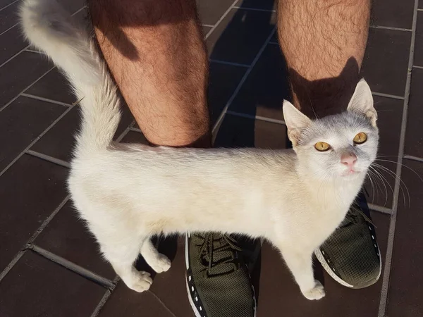 Gato esfregando contra pernas masculinas ao ar livre luz solar — Fotografia de Stock