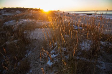 Kışın beyaz denizde, Arkhangelsk 'te çam ormanlı kum tepeleri.