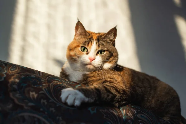 Zbliżenie Ekspresyjny Rudy Kot Dużymi Oczami Uszami Szczotkami Przykucnął Przed — Zdjęcie stockowe