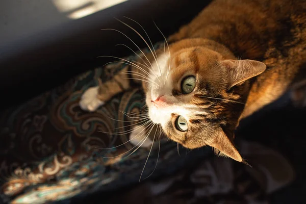 Primer Plano Expresivo Jengibre Gato Con Grandes Ojos Orejas Con — Foto de Stock