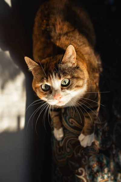 大きな目と耳のブラシで表現力豊かな生姜猫を閉じます投げ前にうずくまって — ストック写真