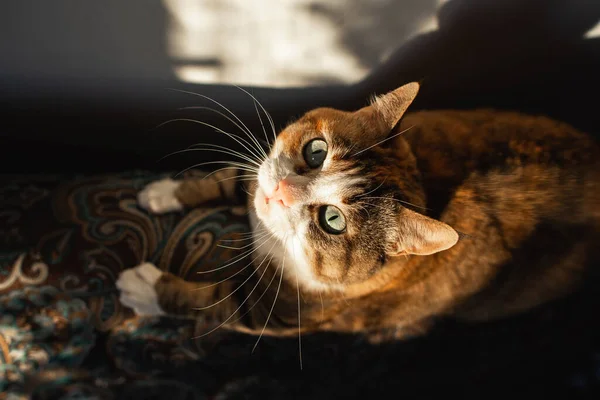 Zbliżenie Ekspresyjny Rudy Kot Dużymi Oczami Uszami Szczotkami Przykucnął Przed — Zdjęcie stockowe