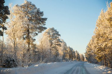Arkhangelsk bölgesinde donmuş yol ve güneşli görkemli conifeur kış ormanı. Sert don, arabadan manzara..