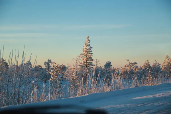 Estrada Congelada Região Arkhangelsk Majestosa Floresta Inverno Coníferas Gelo Forte — Fotografia de Stock