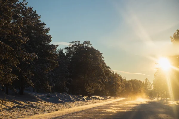 Estrada Congelada Região Arkhangelsk Ensolarada Majestosa Floresta Inverno Coníferas Gelo — Fotografia de Stock
