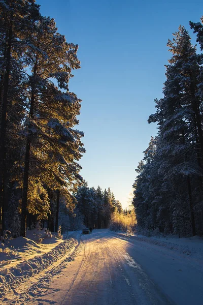 Pôr Sol Dourado Fabuloso Pinhal Inverno Coberto Neve Uma Estrada — Fotografia de Stock