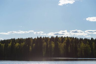 İlkbaharda veya yazın başında huş ağacıyla kaplı orman gölü ve ladin ormanları
