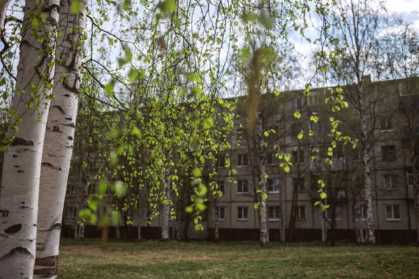 Geniş yapraklı huş ağacı, tipik bir Rus peyzaj panelinin arka planında sıcak bir bahar gününde 5 katlı evler.