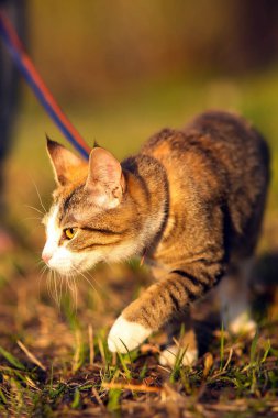 Koşumlu genç kedi sahibiyle birlikte bir bahar parkında yürüyor.