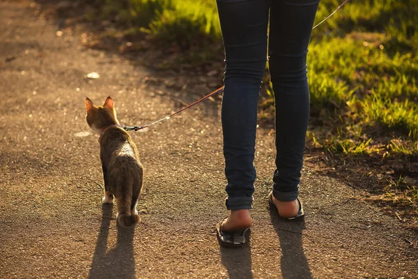 Giovane gatto su un'imbracatura cammina in un parco primaverile con il suo proprietario — Foto Stock