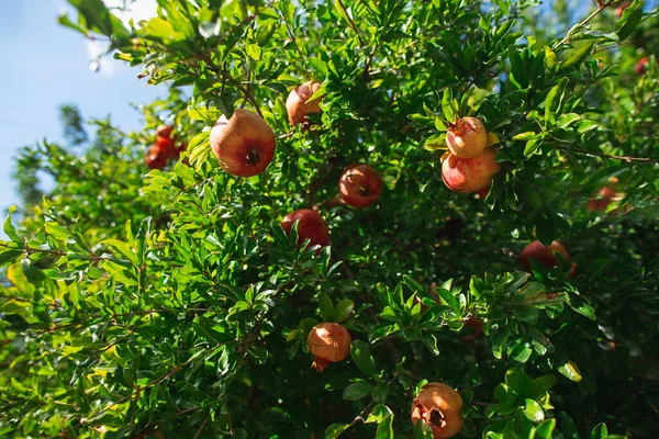 Spektakularny dojrzały granat jesienny ogród. Duże i piękne owoce granatu na drzewach. — Zdjęcie stockowe