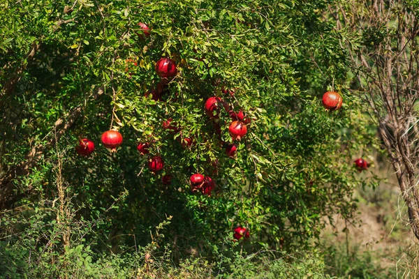 Spectacular ripe pomegranate autumn garden. Big and beautiful pomegranate fruits on trees. — Stock Photo, Image