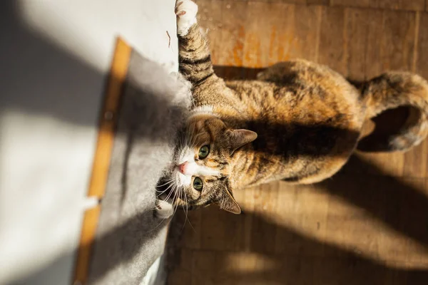 Verspielte Ingwerkatze kratzt Krallen am Kratzpfosten — Stockfoto