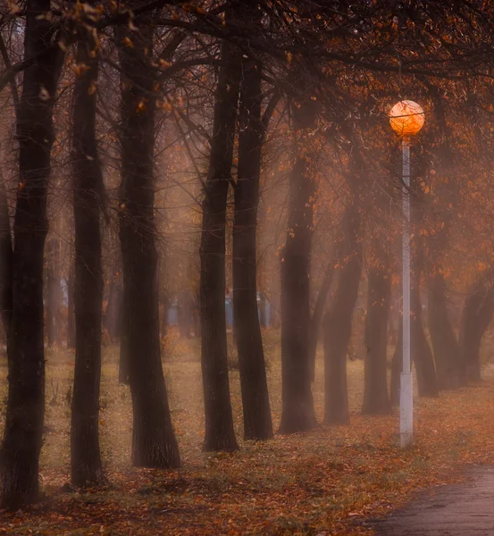 Brouillard matinal — Photo