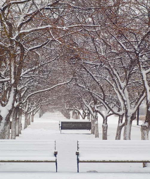 Avenue Snezhnaya et bancs — Photo