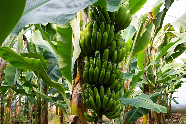 Muz büyüyen ile muz ağacı