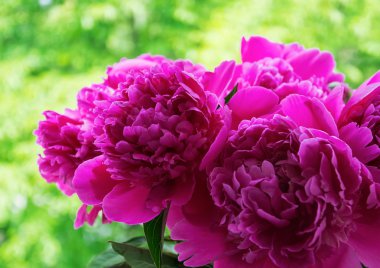 Bir buket pembe şakayık.