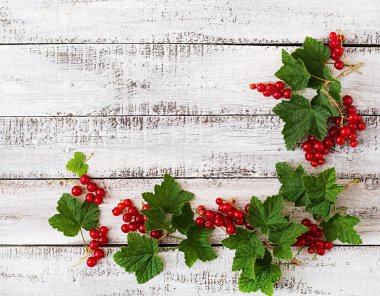 yaprakları ile kırmızı kuş üzümü